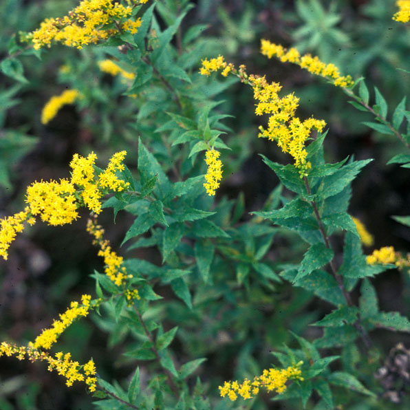 WRINKLELEAF GOLDENROD